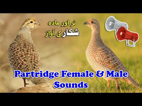 Male & Female Shikar voice | Partridge pair Hunting sounds | Grey francolin voice
