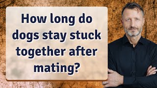 How long do dogs stay stuck together after mating?