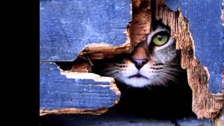 Kispál es a Borz | Rajtakaptál