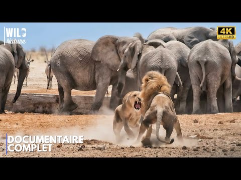 AFRIQUE – L’Empire Brutal de la Vie Sauvage | Documentaire Animalier