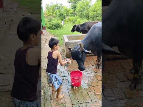 choti choti gaiya rt gg g v #love #song #funny