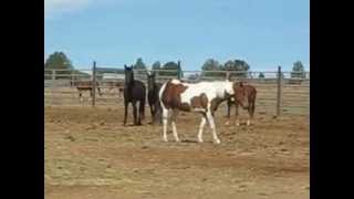 preview picture of video 'BLM Horses (mares) 007.avi'