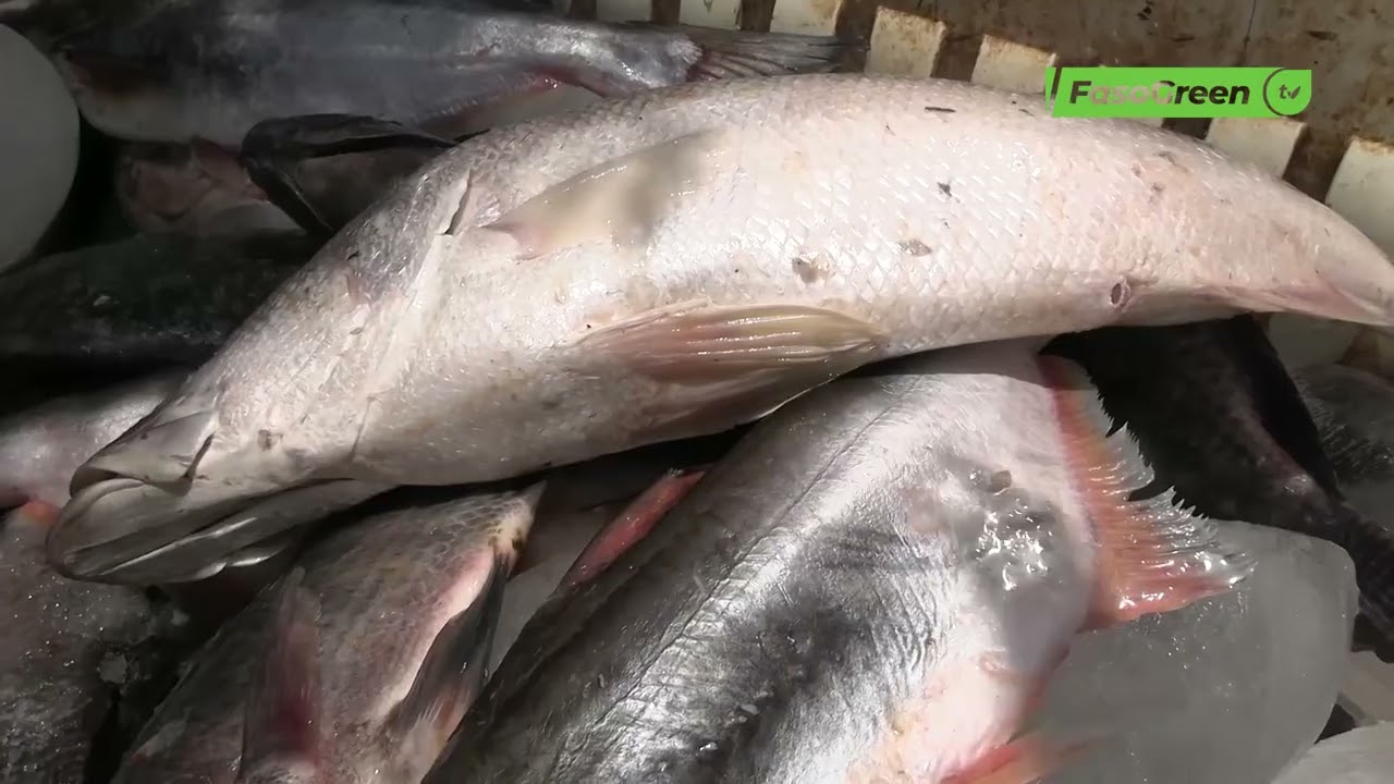 Vente de poissons d'eau douce : le quotidien d'Ousmane Bangré
