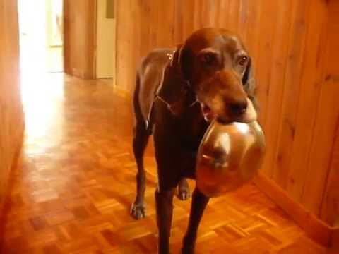 Przynieś miskę......