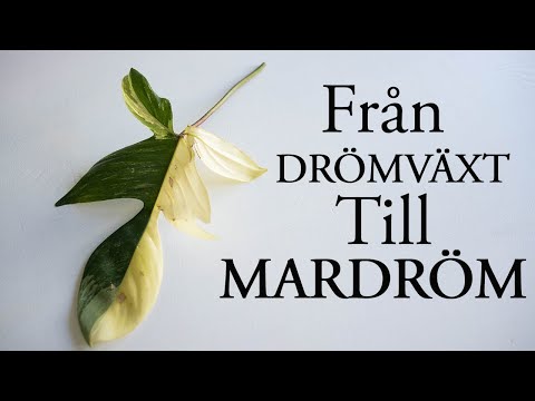 Min examenspresent blev inte som jag tänkt mig