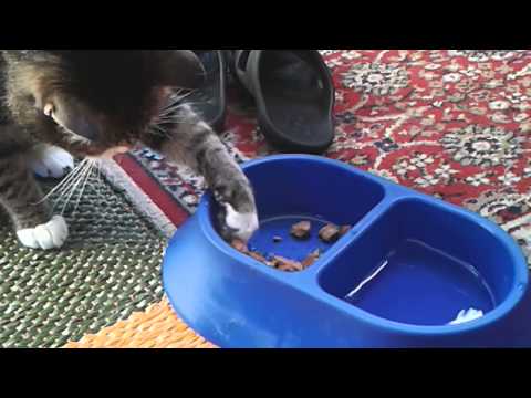 Klein-Findel frisst mal edel