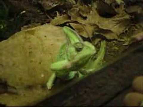 Chameleon Dance