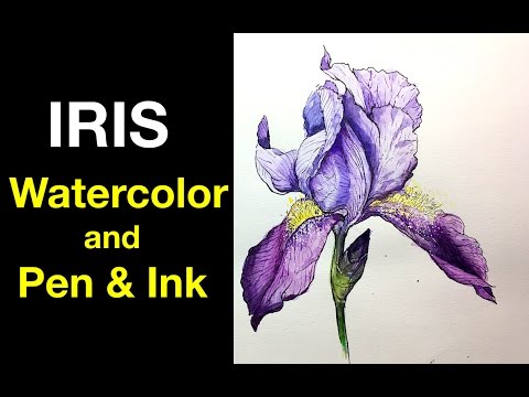 Watercolor | Pen Ink Study e4 | Iris Flower