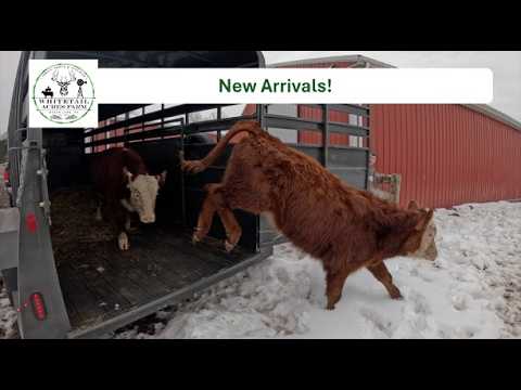 Is Our Herd Ready? New Cattle Arrive!