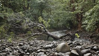 preview picture of video 'Mauritius - Nationalpark Black River Gorges'