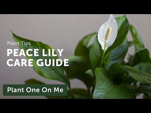 , title : 'Ultimate SPATHIPHYLLUM (Peace Lily) CARE Guide — Ep 205'