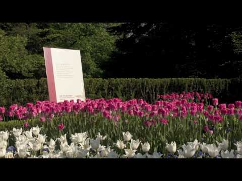 download lagu mp3 mp4 Flowers Emily Dickinson, download lagu Flowers Emily Dickinson gratis, unduh video klip Flowers Emily Dickinson
