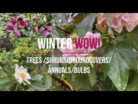 Best Flowering Winter Plants  for NZ Gardens - Complete Guide (  trees to groundcovers New Zealand