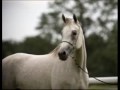 el caballo blanco-antonio aguilar