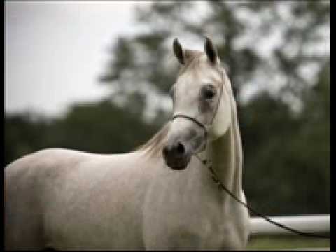El Caballo Blanco video