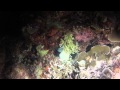 Picture taken during the dive