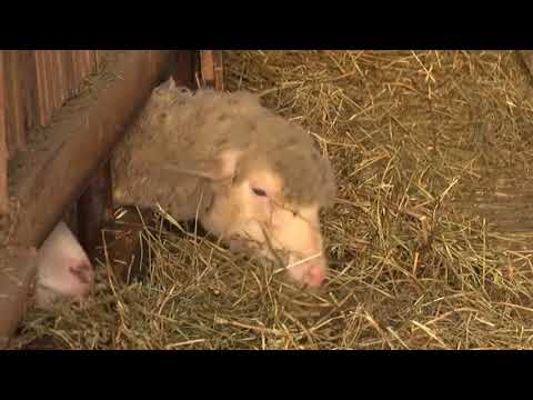 10 02 OVCARSTVO NA IMANJU MILOVANOVICA