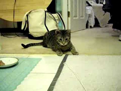 Bengal kitten pulls string