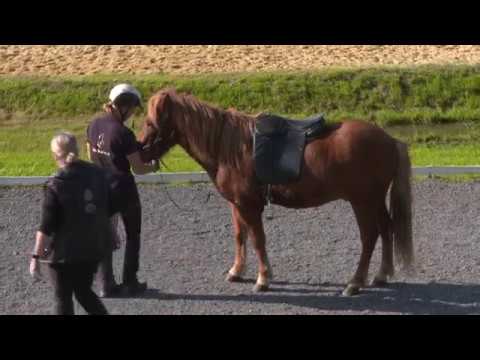 Bjarmi von Aegidienberg - ehemaliges Verkaufspferd