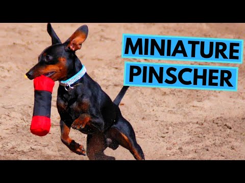 Miniature Pinscher Dog Breed - Facts and Information