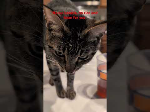 No no Isabella. #animalsounds #cattime #cat #catlover