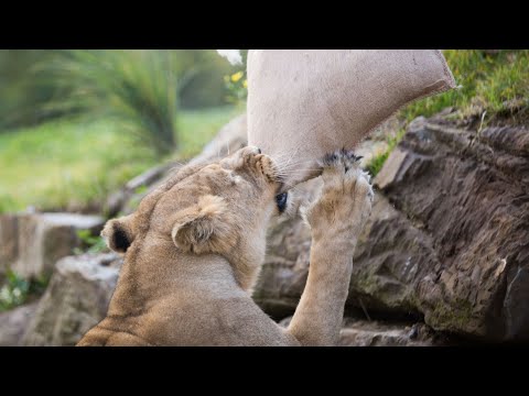 Igrivo v novo leto z ZOO Ljubljana