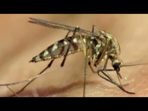 Aerial Mosquito Spraying