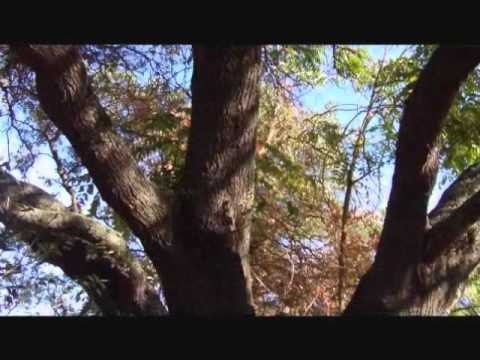 Wu Chi Chuan: 2010 Agitlity Tree Training