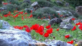 לאטמה – יום יבוא (הקליפ הרשמי) - התמונה מוצגת ישירות מתוך אתר האינטרנט יוטיוב. זכויות היוצרים בתמונה שייכות ליוצרה. קישור קרדיט למקור התוכן נמצא בתוך דף הסרטון