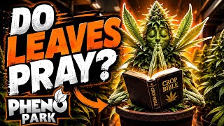 Why Are Cannabis Leaves “Praying” 🌱 | The Science Behind Upward Leaves