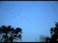 Птица в небе (Ambient/Folk) 