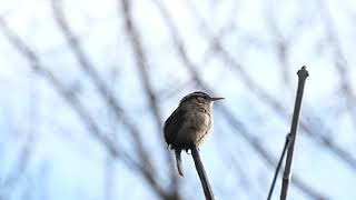 Carolina wren singing its late winter song.