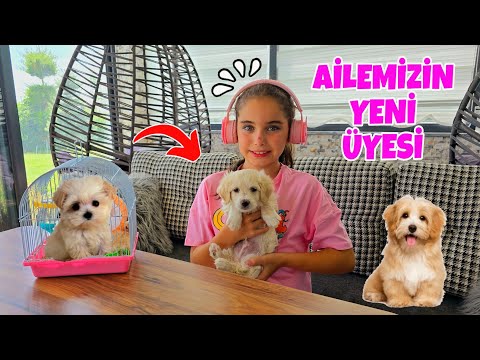 YENİ YAVRU KÖPEĞİM !! EVİMİZDE İLK GÜNÜ !!  BAHÇEDE ELİF İLE KOŞTURDU !!