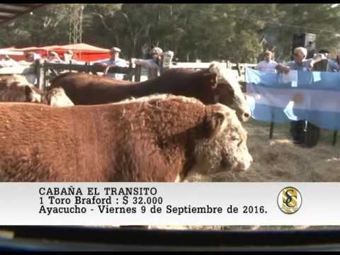 09-09-16 Venta de Toros - Cabaña El Transito - Ayacucho.