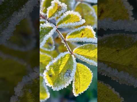 Beautiful scenery and LaPain music 🤩🎵