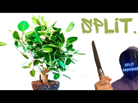 Splitting A Massive Pre-Bonsai
