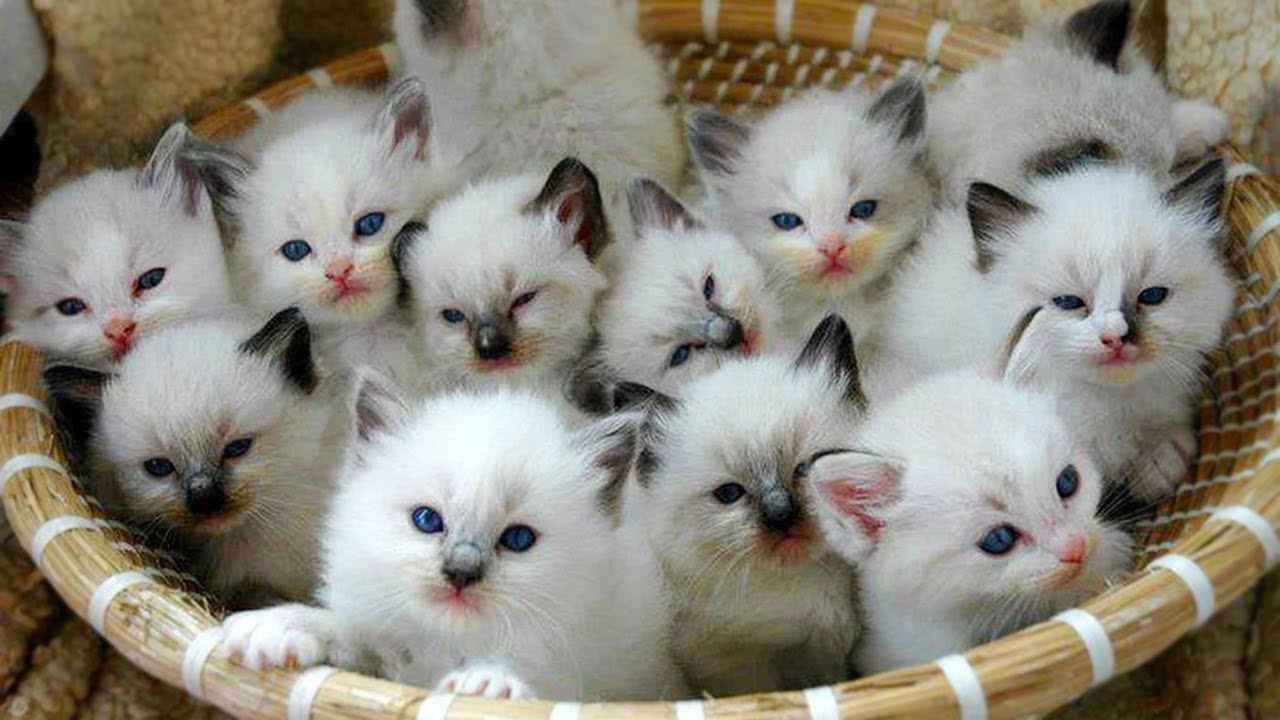 「猫かわいい」 すごくかわいい子猫 - 最も面白い猫の映画 #317