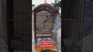 Download lagu CENDET MADURA SAPUDI ❗❗ NEMBAK GREJA mp3 Download lagu CENDET MADURA SAPUDI ❗❗ NEMBAK GREJA mp3