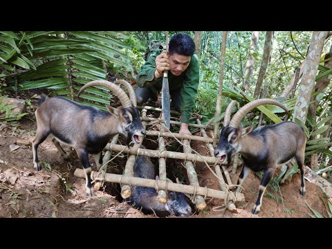 FULL VIDEO: 200 Days of Hunting and Trapping Goats: Wild Goats Caught in Traps - survival skills