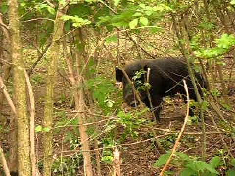 Nedeljno popodne-trening kerova na svinje, lovci Prcilovica 4 (DJOLE)