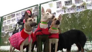 Благототворительный фестиваль в помощь собакам из сгоревшего приюта Верный