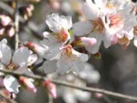 הפרברים עצי השקד  ארבוליקוס דאלמנדרה לדינו