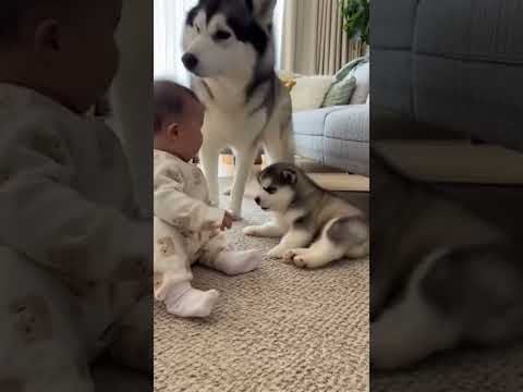 闹着玩宝宝直接把狗崽卧倒了，狗妈赶紧过来担心狗子反扑 #萌宠