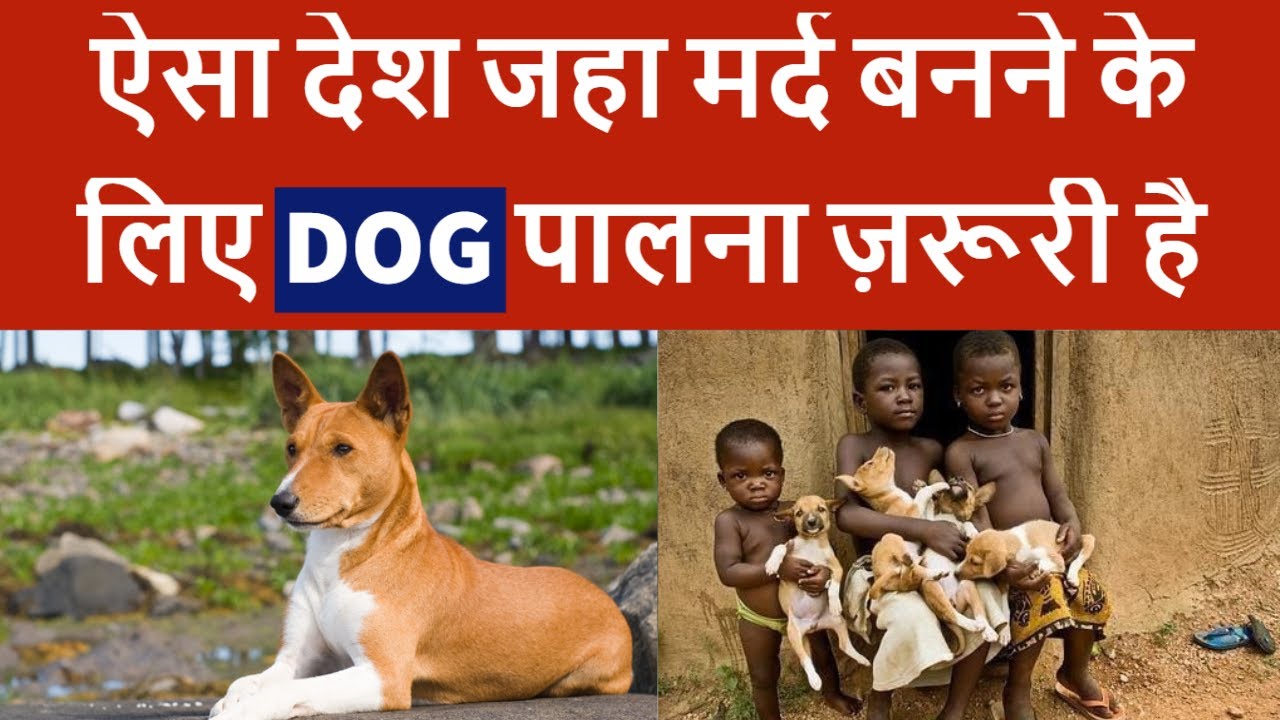 Watch video Basenji Dog - Lifeline For The People Of Congo | Dogs Knowledge | TUC Now Basenji Dog - Lifeline For The People Of Congo | Dogs Knowledge | TUC