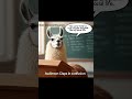 Professor Llama drops knowledge#foryou #professor #llama#meme#shorts#new #sharewithyourfriends
