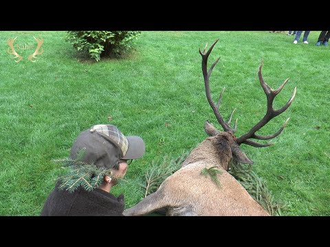 4 Hirsche liegen auf der Strecke - Hirschbrunft in Masuren