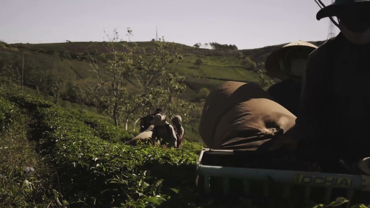 People Harvesting Tea Leaves 4K Stock Videos | Free stock footage - No Copyright | All Video Free