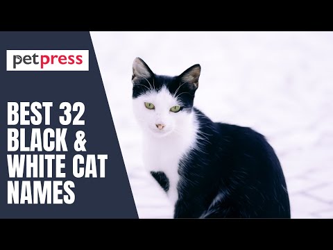 Best 32 black & white Cat Names | PetPress
