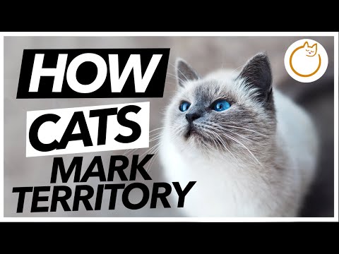 How Do Cats Mark Their Territory?