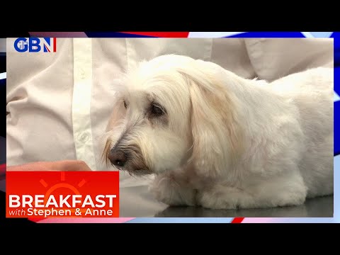 Master Dog - Puppy Bootcamp video.